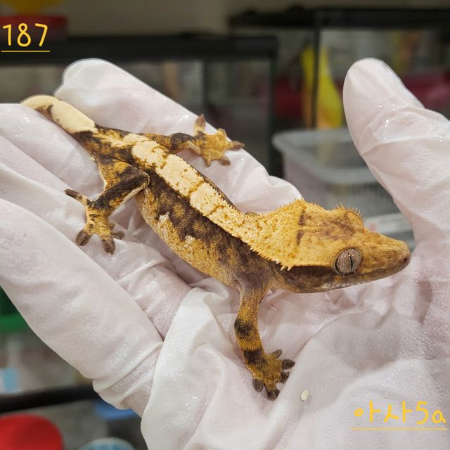 트라이 익스트림할리퀸 텐저린