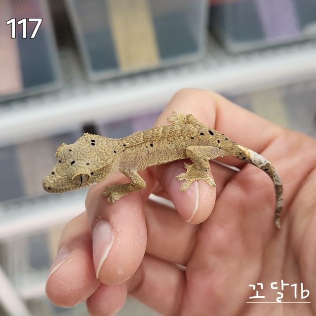 달마시안