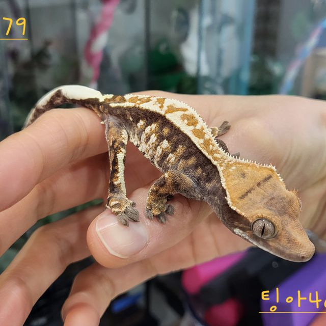 카푸치노 트라이 익스트림할리퀸