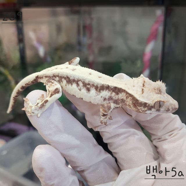 프라푸치노