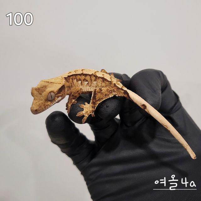 익스트림할리퀸 노멀 트라이
