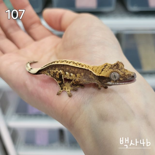 노멀 트라이 풀핀 핀스트라이프