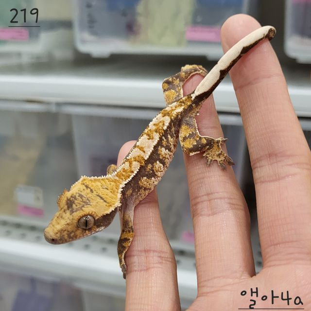 트라이 익스트림할리퀸