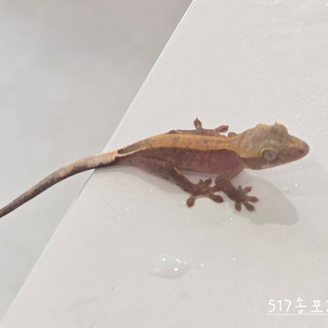 Hypo
