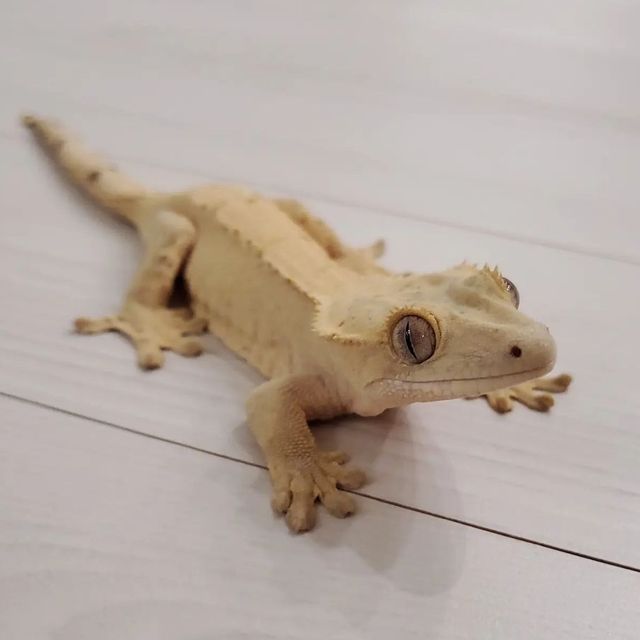벅스킨 옐로우
