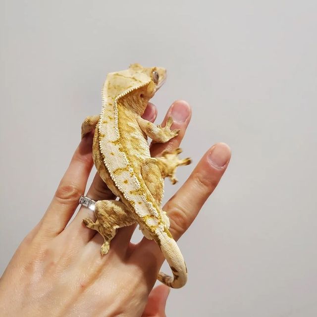 크림시클