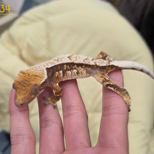 트라이 익스트림할리퀸 핀스트라이프