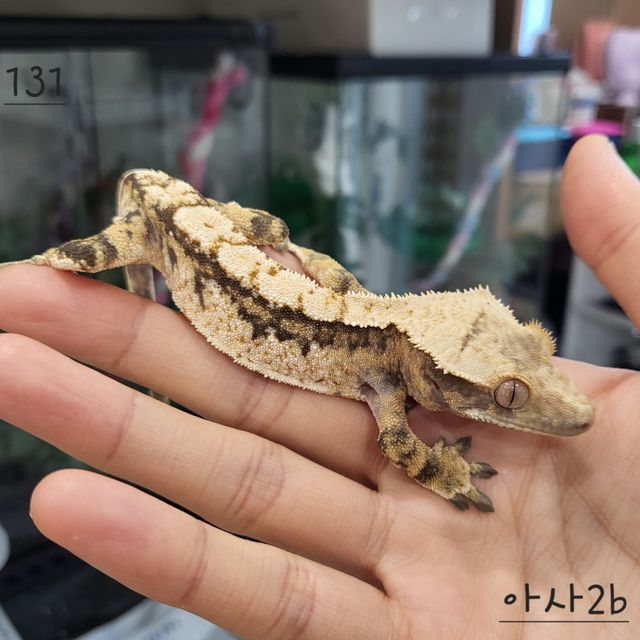트라이 드리피 익스트림할리퀸
