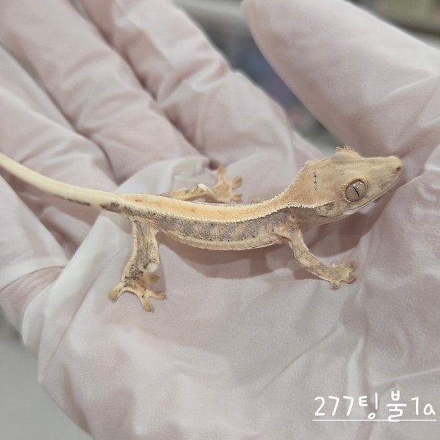 릴리화이트 솔리드백