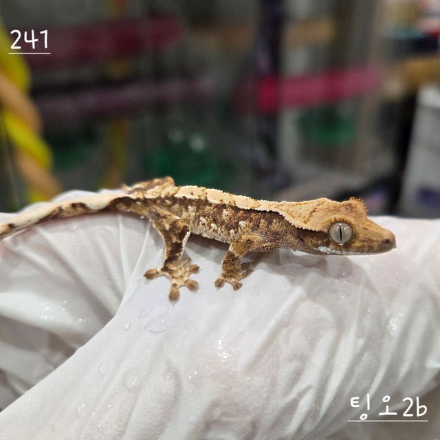 트라이 익스트림할리퀸