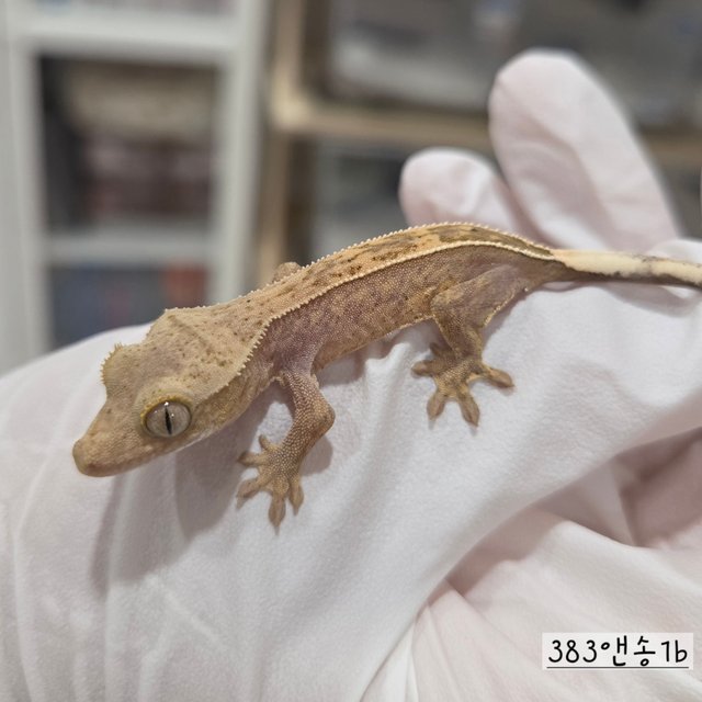 Full Pinstripe Hypo