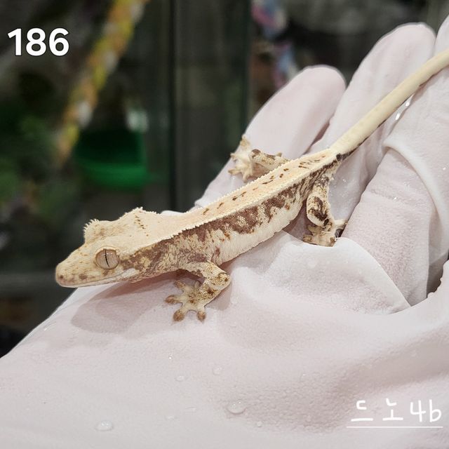 릴리화이트