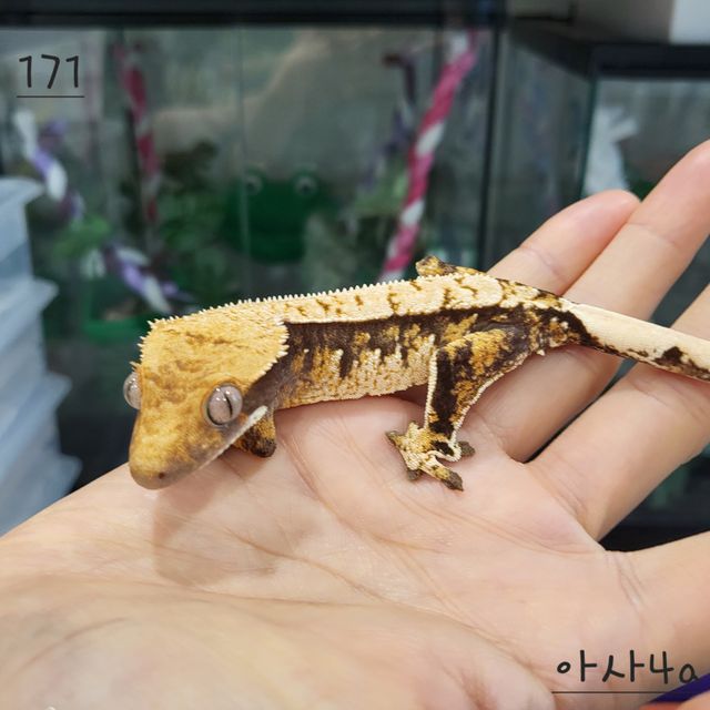 트라이 익스트림할리퀸