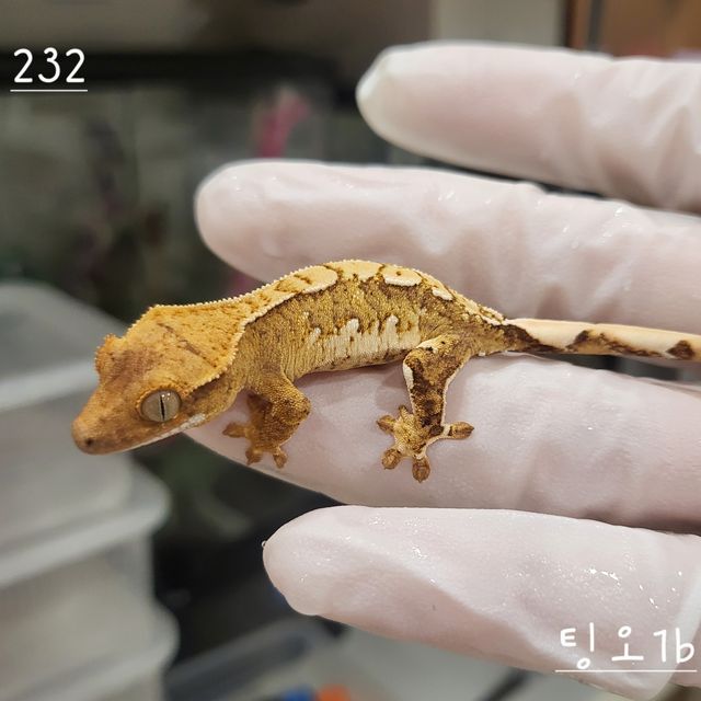 크림시클