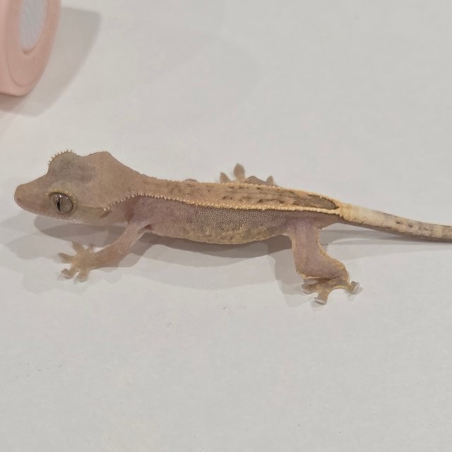 Hypo