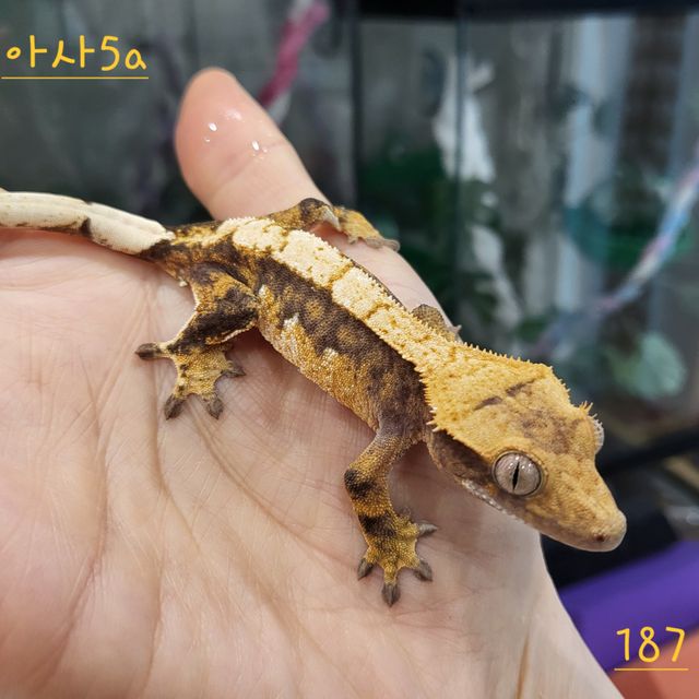 트라이 익스트림할리퀸