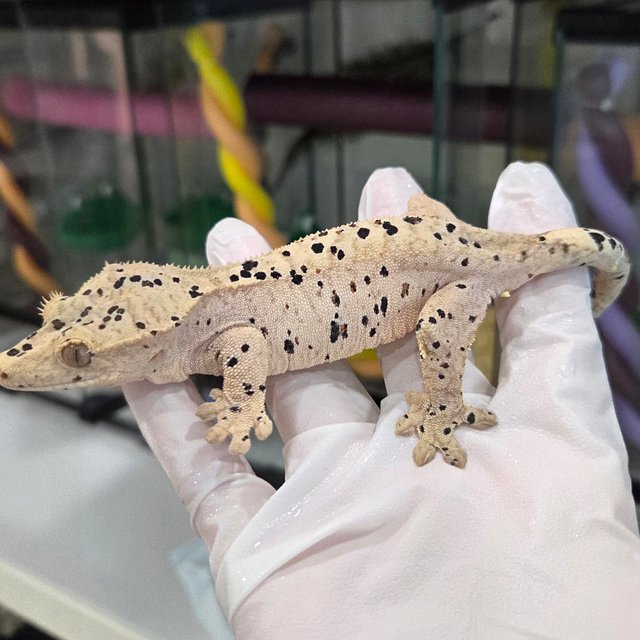 Super Dalmatian