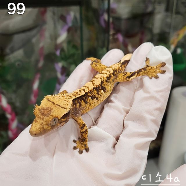 드리피 노멀 익스트림할리퀸