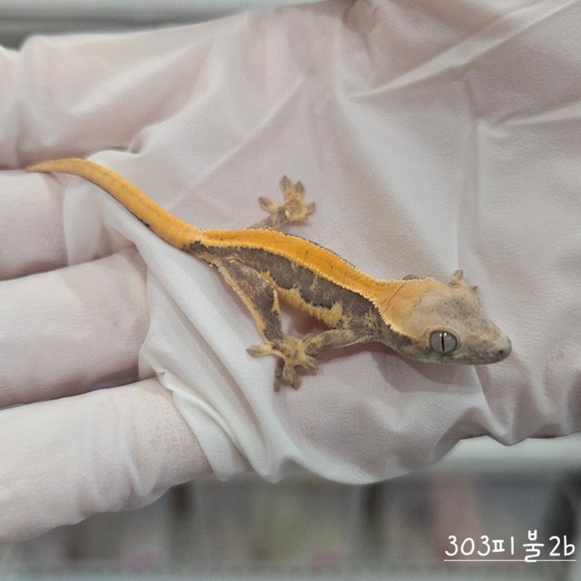 릴리화이트 솔리드백