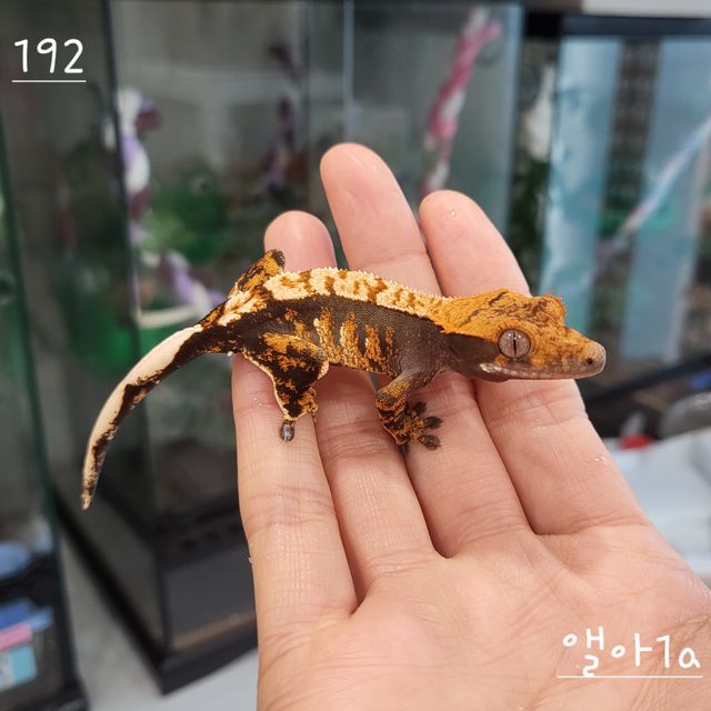 트라이 익스트림할리퀸 카푸치노