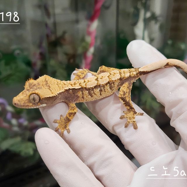 드리피 트라이 익스트림할리퀸
