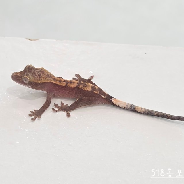 Hypo