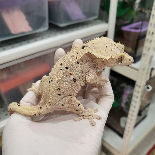 레드 달마시안