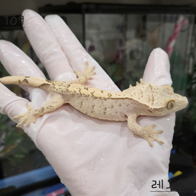 크림시클