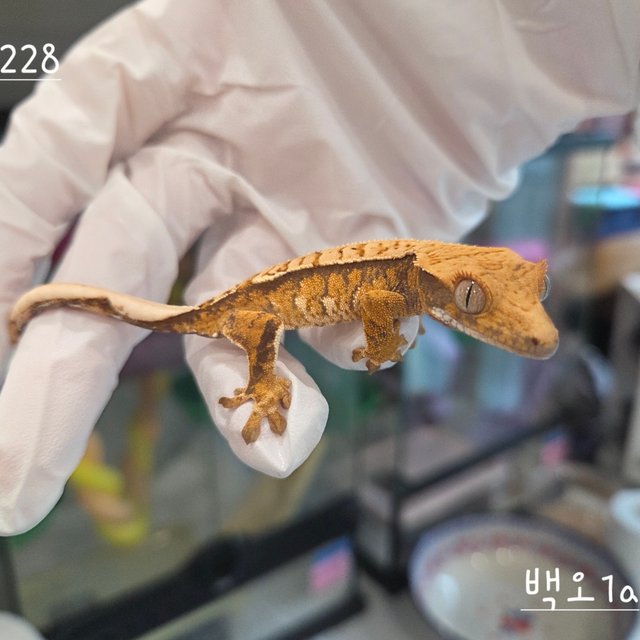 트라이 익스트림할리퀸 핀스트라이프