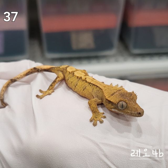 노멀 옐로우 크림시클