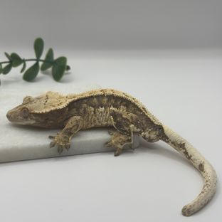 100%헷아잔틱