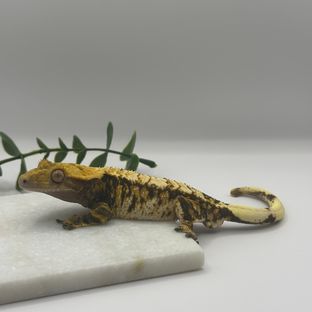 트라이 익스트림할리퀸