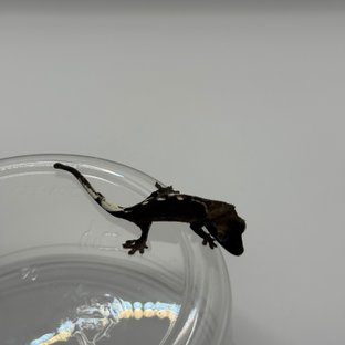 아잔틱