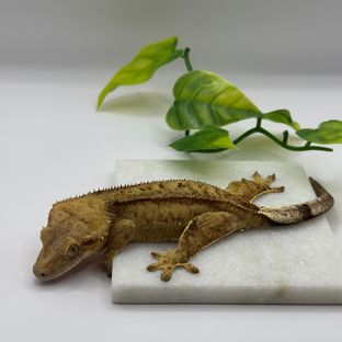 스트로베리