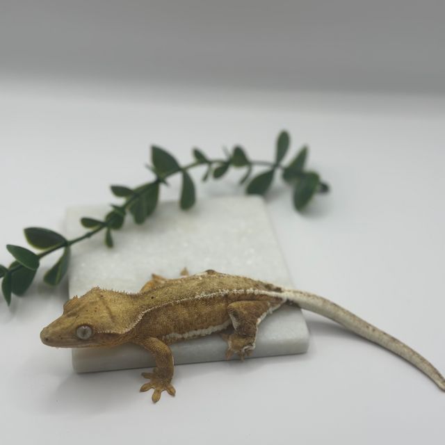 릴리화이트 팬텀