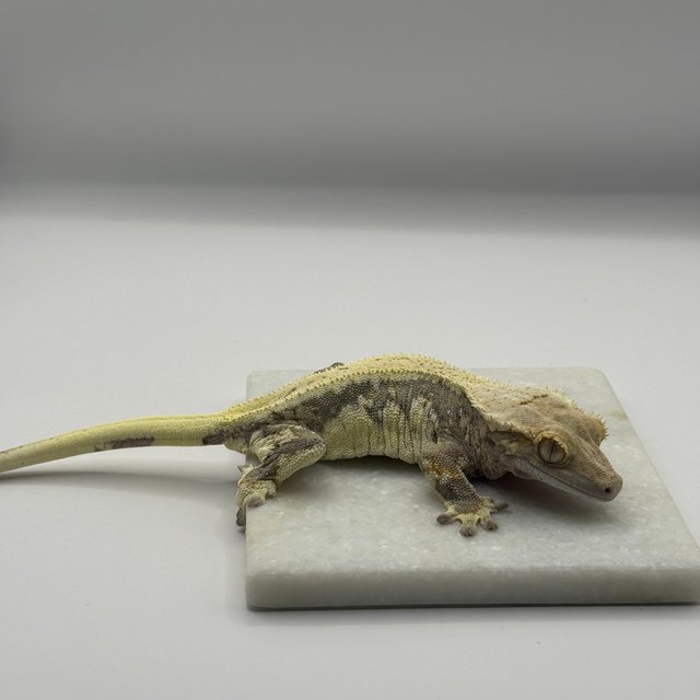 릴리100%헷아잔틱