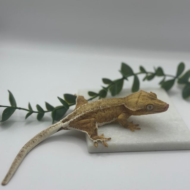 릴리화이트 팬텀