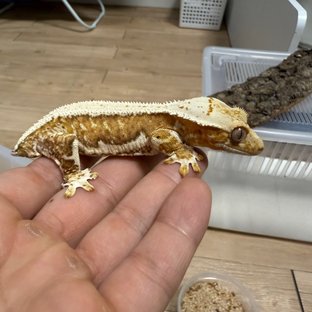 크림시클