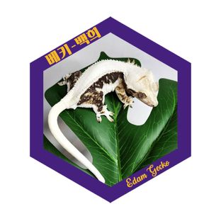 베키 (백희)