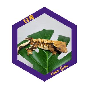 티케