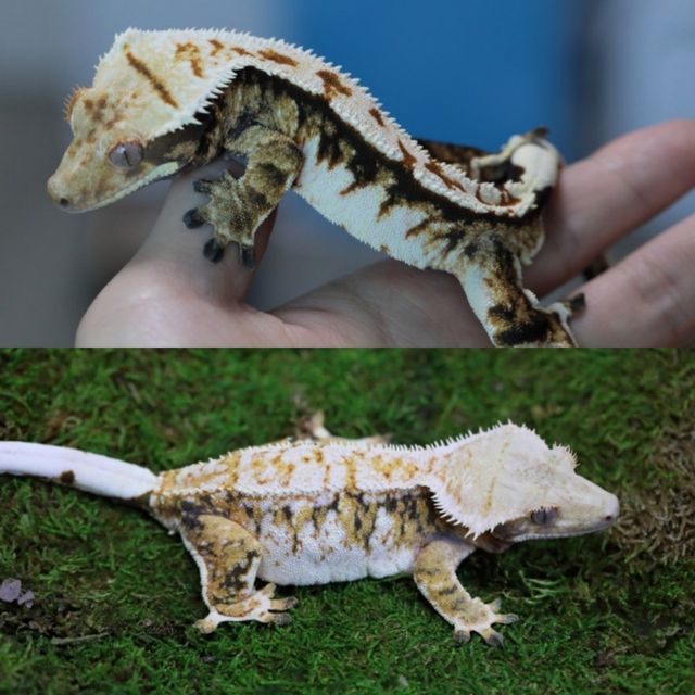 트라이