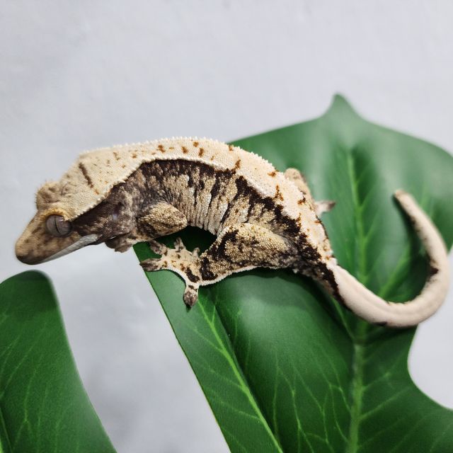 트라이