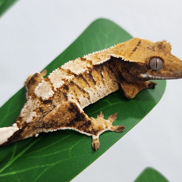 트라이