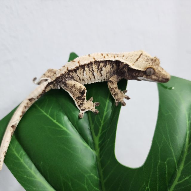 트라이