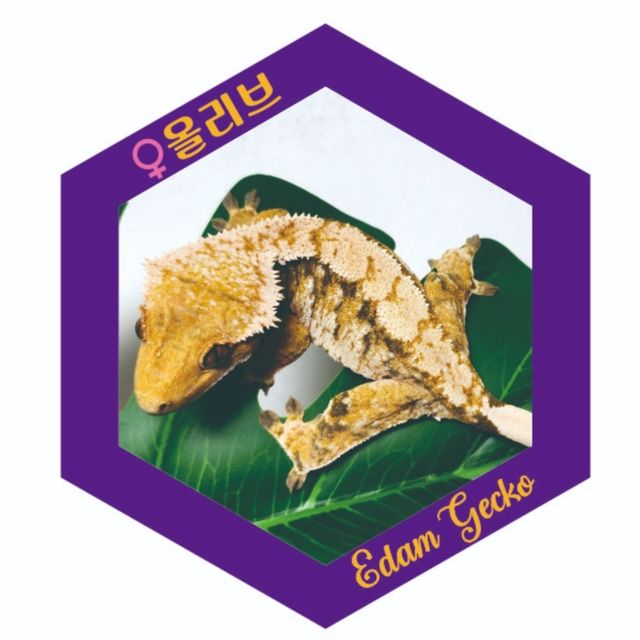 트라이 익스트림할리퀸