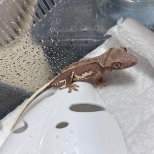 팬텀 릴리화이트