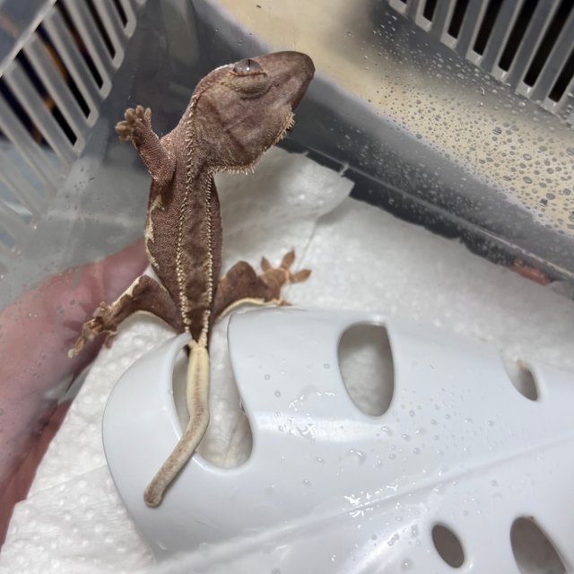 팬텀 릴리화이트