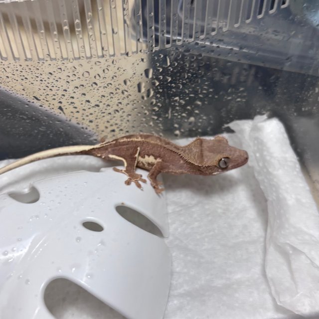 팬텀 릴리화이트