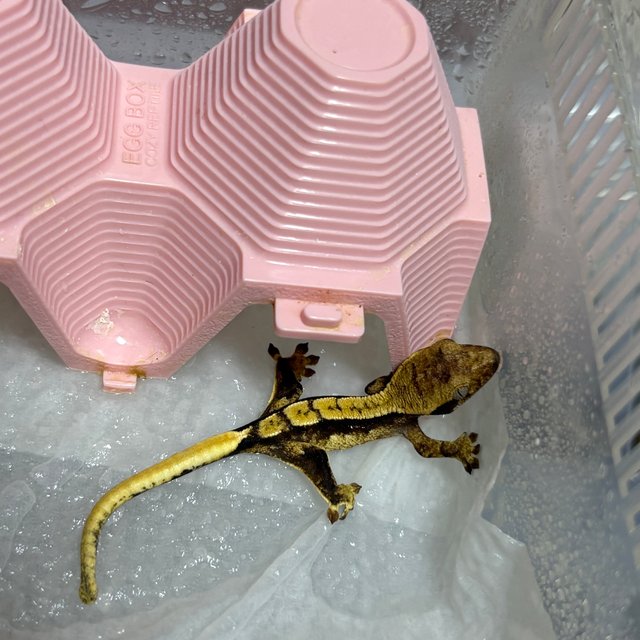 노멀 쿼드 핀스트라이프