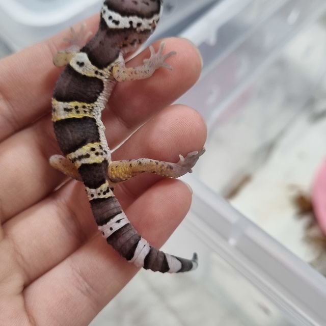 스노우